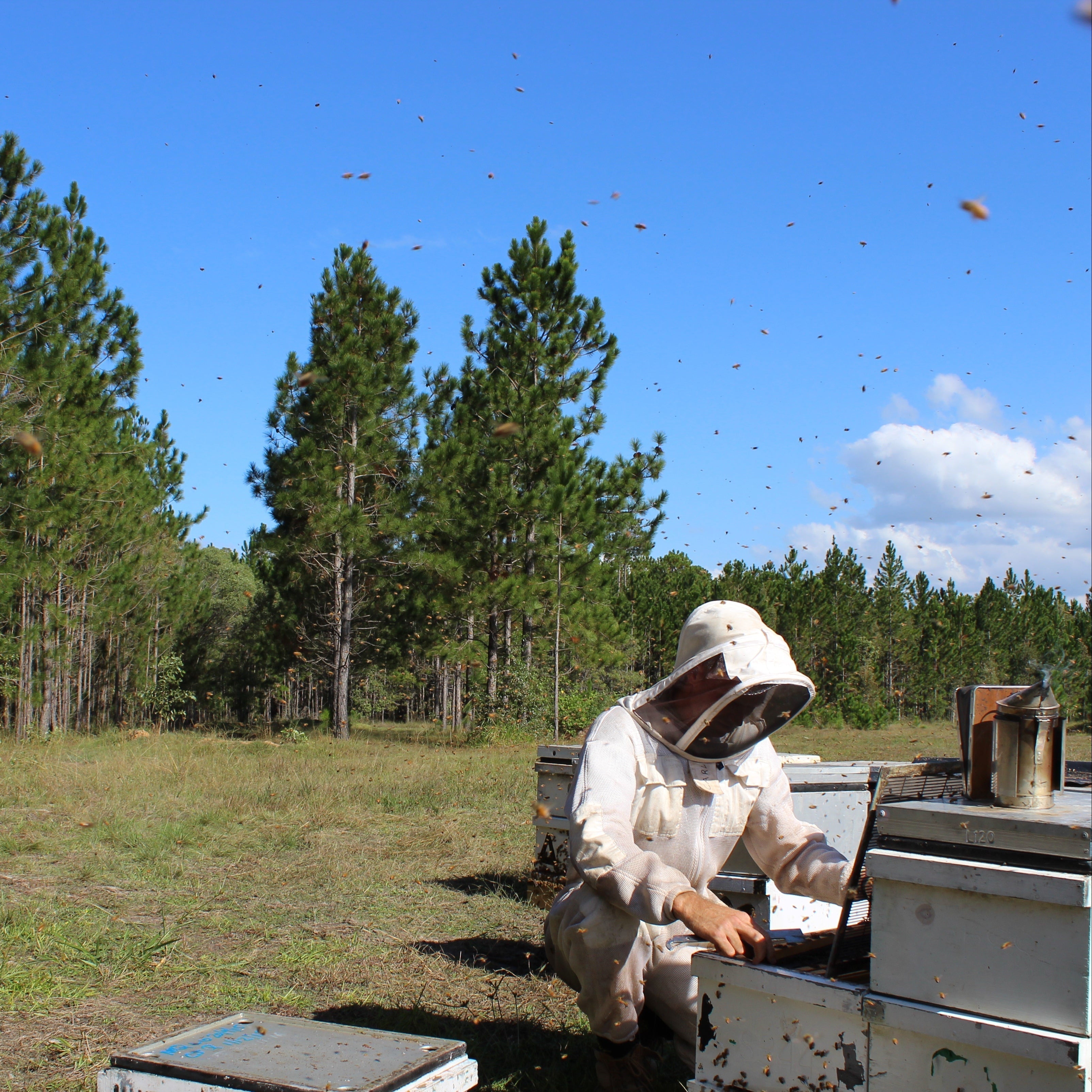 Beekeeping supplies Australia-wide for hobbyist and commercial beekeepers.