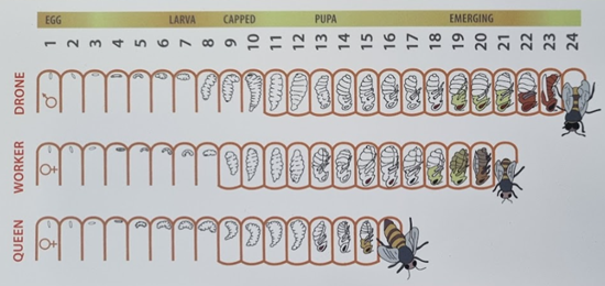 Queen Isolation Cage 240