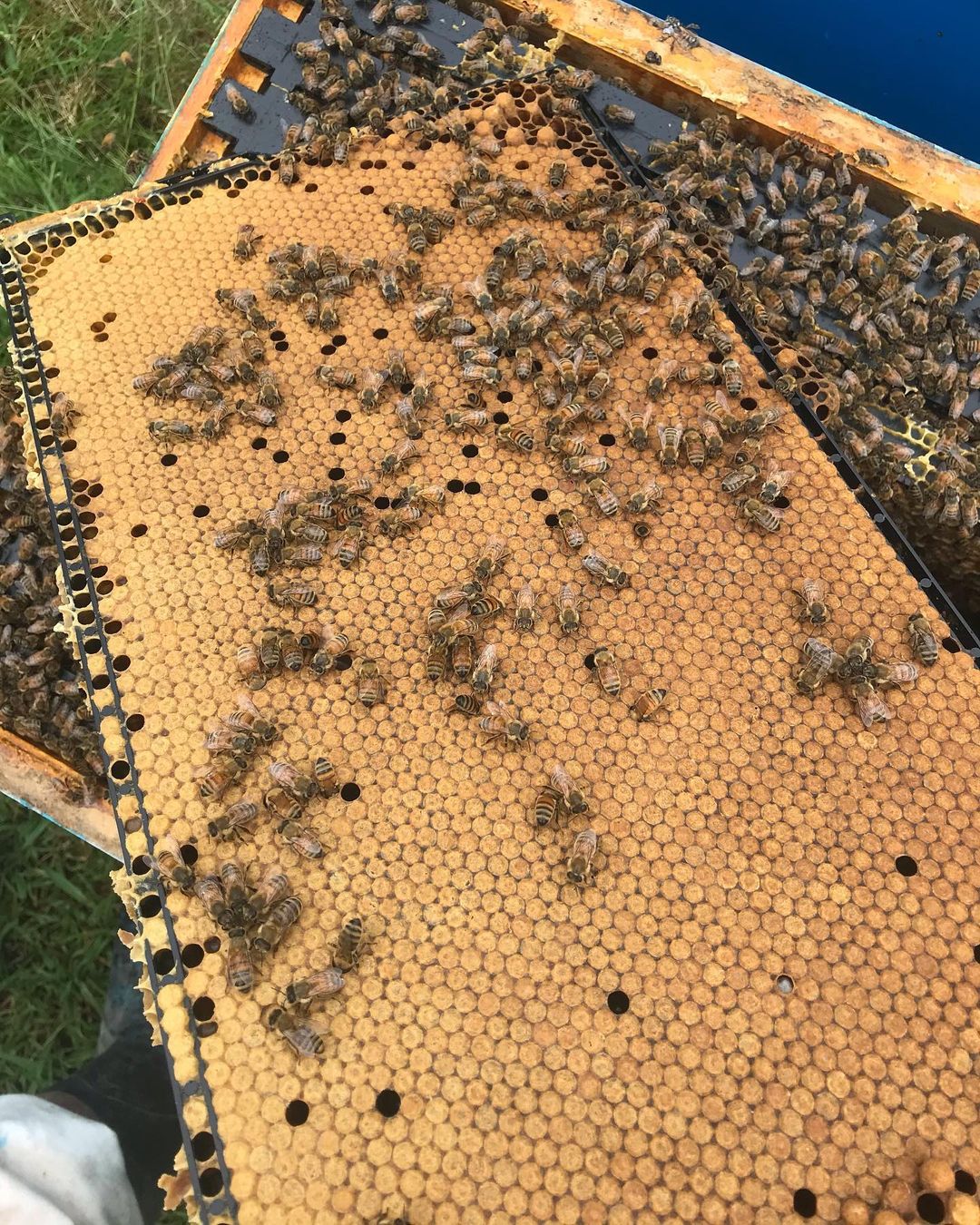 Bee Hive Frame - Beetle Resistant Plastic Frame - Beetek Plus+ Full Depth