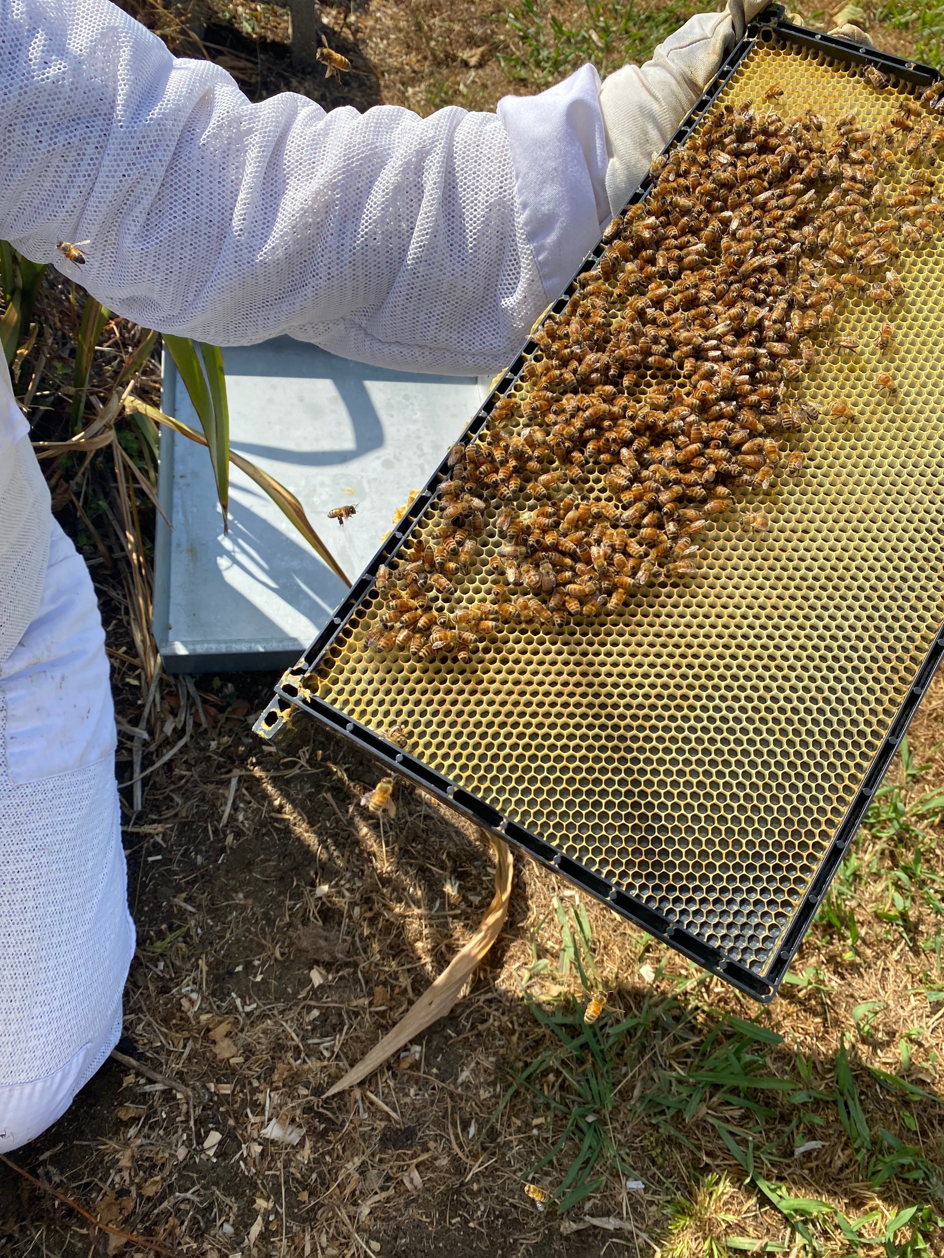 Bee Hive Frame - Beetle Resistant Plastic Frame - Beetek Plus+ Full Depth