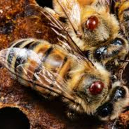 Oxalic acid varroa mite treatment used by Australian beekeepers to help manage varroa in honey bee colonies.
