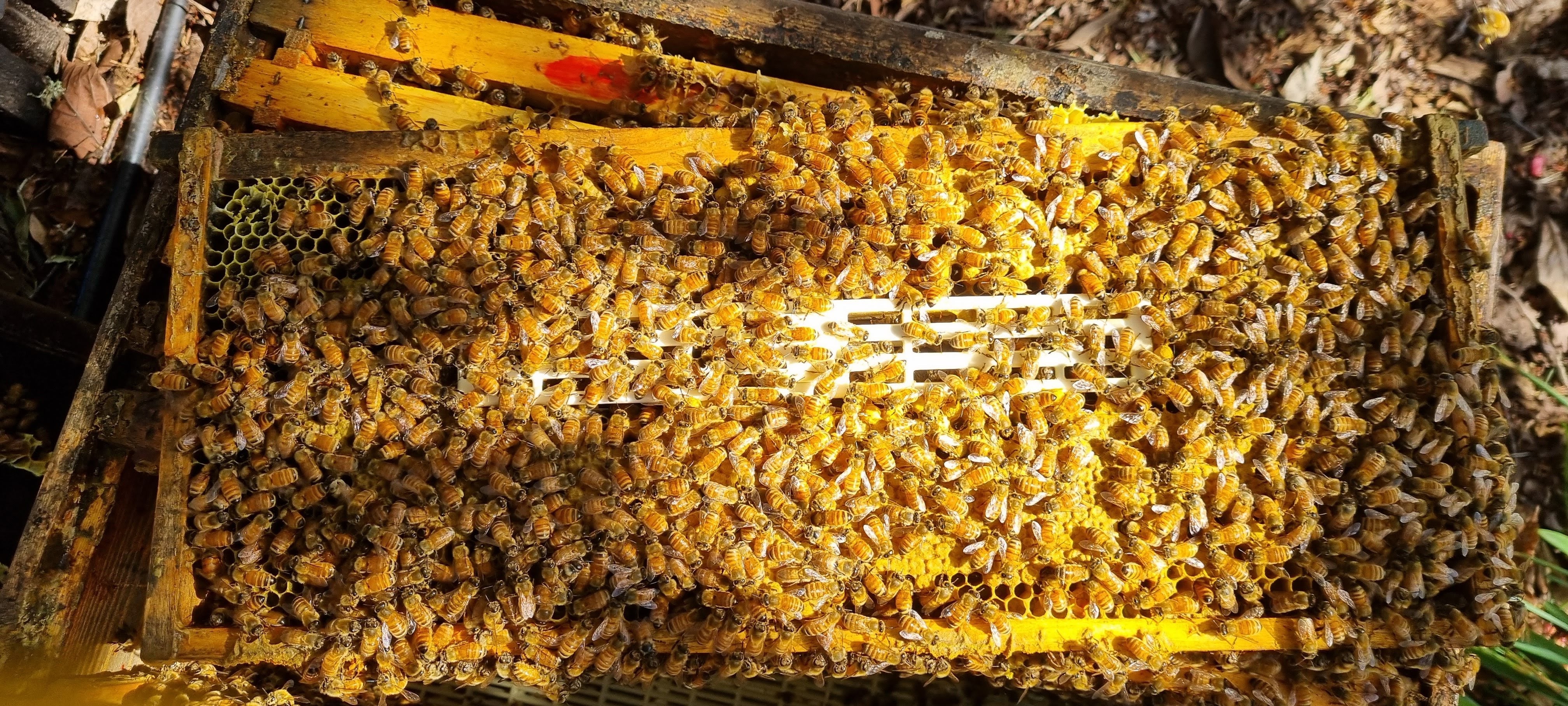 Queen Isolation Cage 240