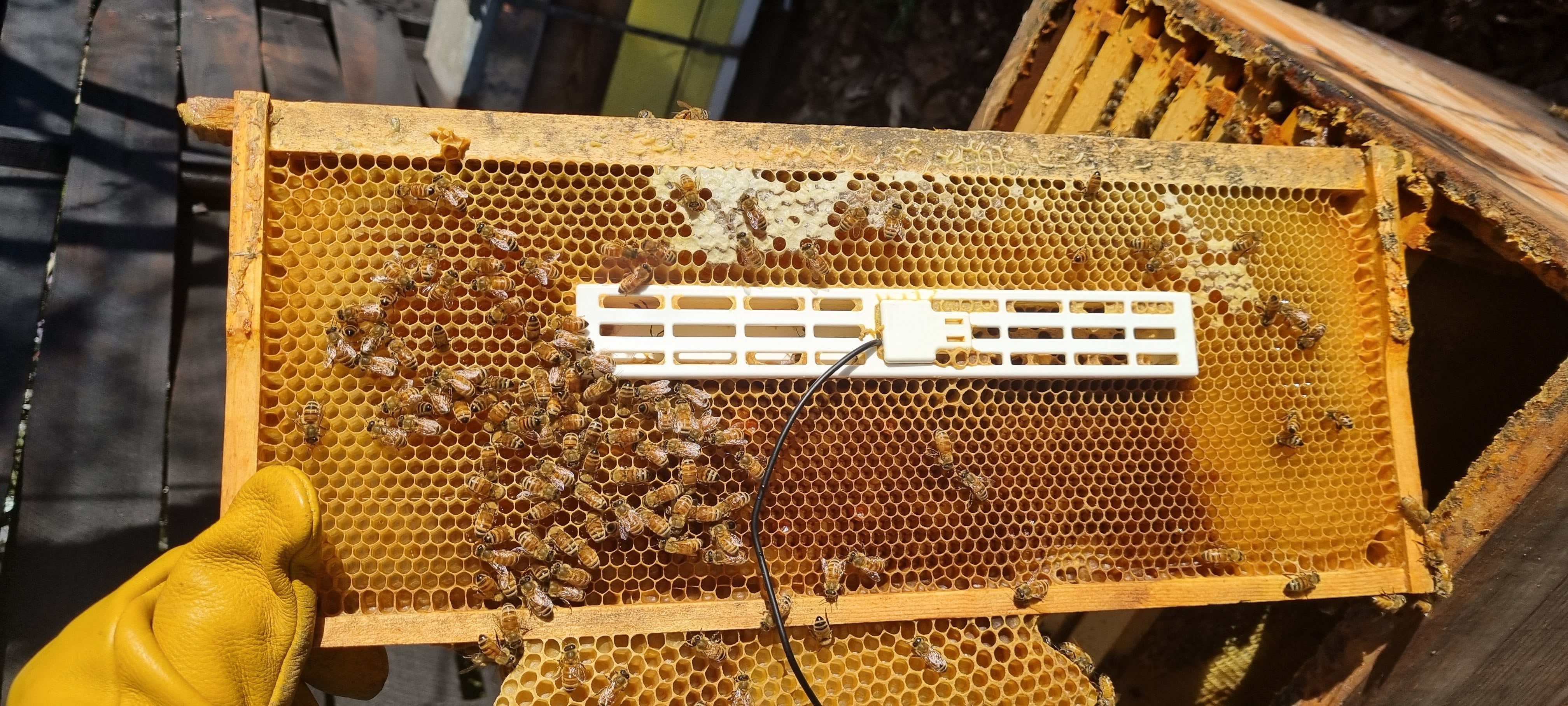 Queen Isolation Cage 240