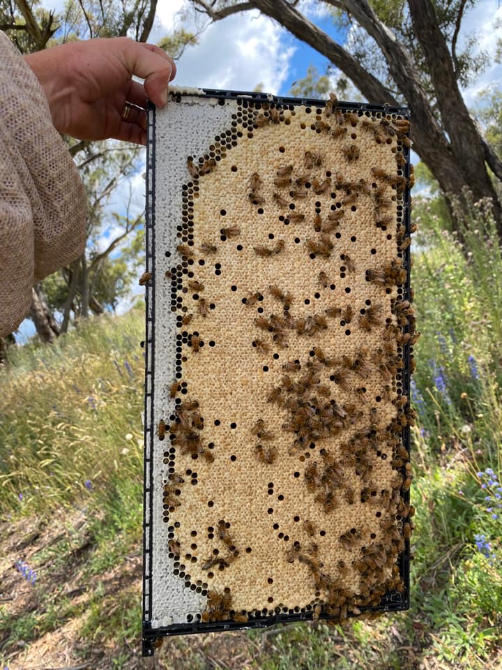 Plastic Bee Hive Frame - Full Depth - Beetek - Waxed or Unwaxed