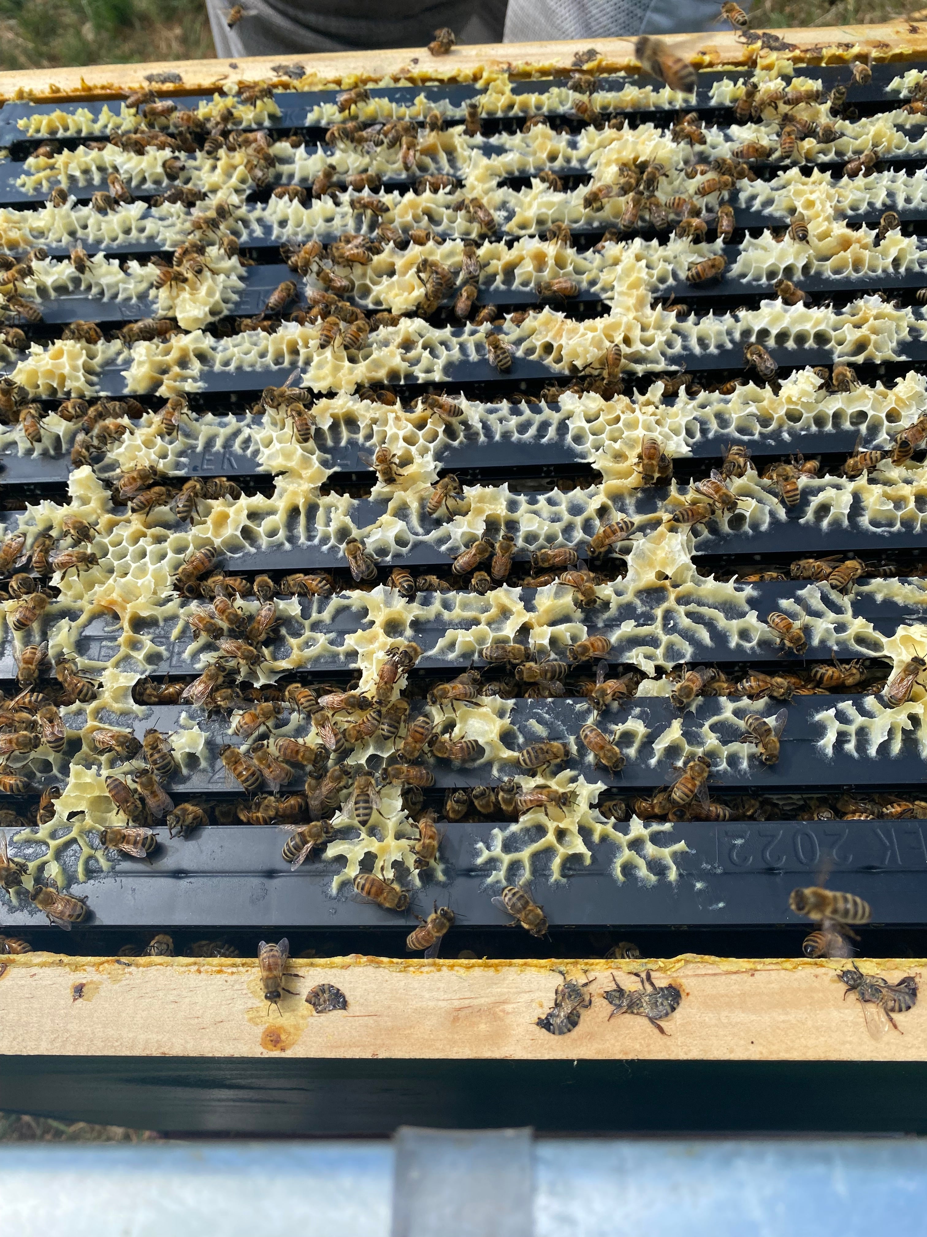 Bee Hive Frame - Beetle Resistant Plastic Frame - Beetek Plus+ Full Depth